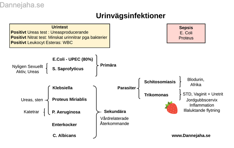 Urinvägsinfektioner sammanfattning