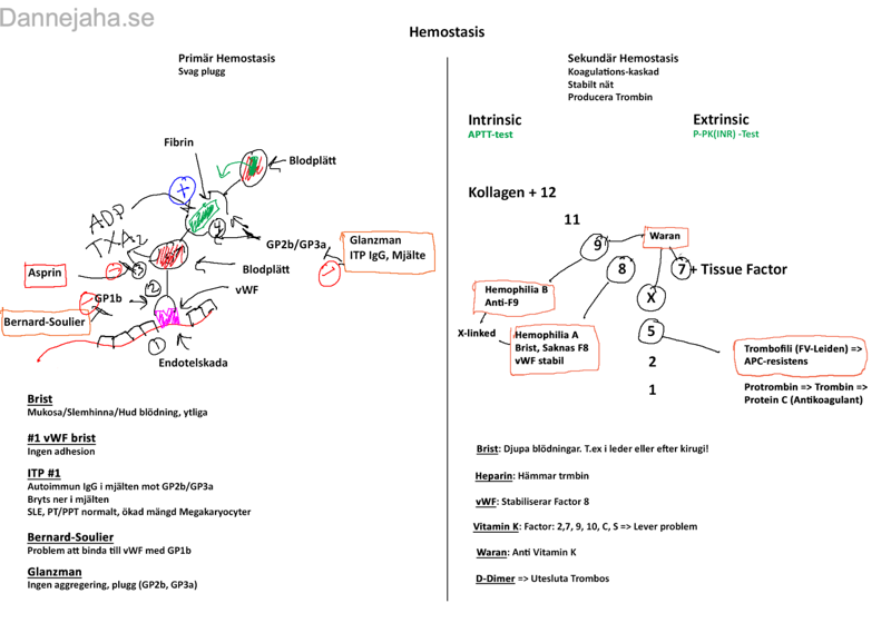 Hemostasis sammanfattning