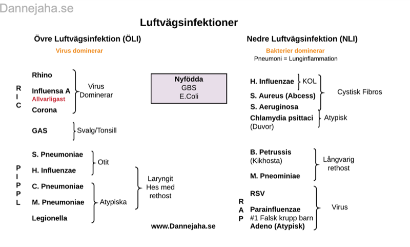 Luftvägsinfektioner sammanfattning