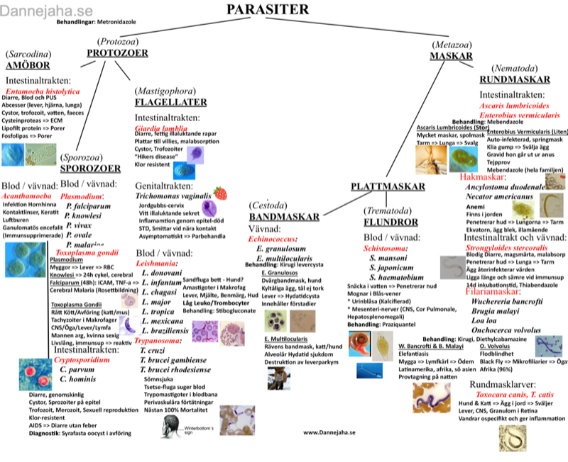 Parasiter sammanfattning