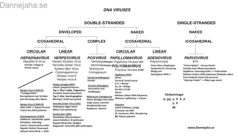 DNA-Virus sammanfattning