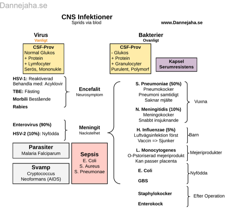 CNS-Infektioner sammanfattning