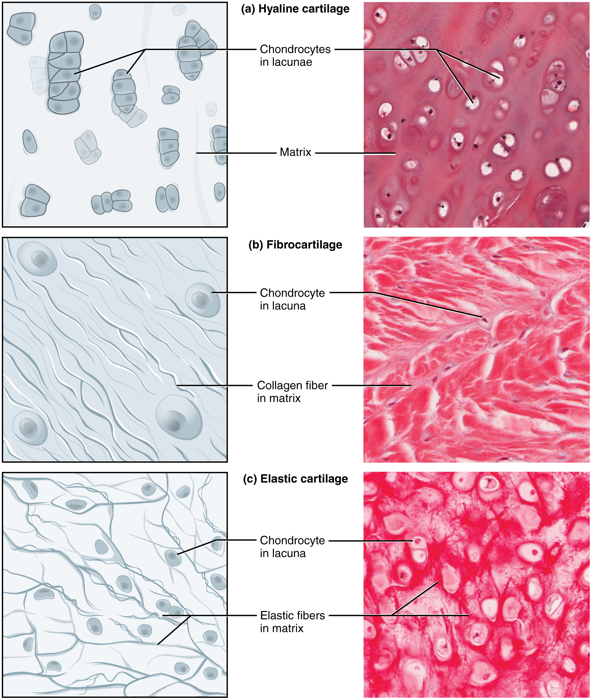 Histologi av de tre brosktyperna hyalint brosk, fibröst brosk och elastiskt brosk med chondrocyter i lacunae och omgivande matrix.
