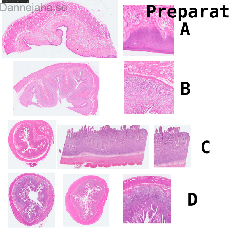 Jejunum - bild 2