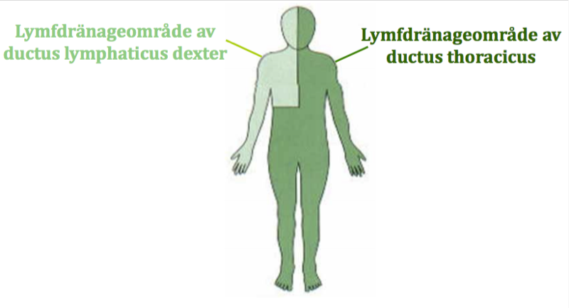 Lymphatic system 2