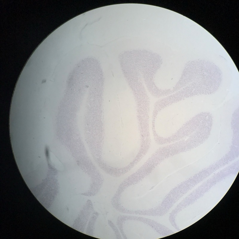 Cerebellum cortex, Gallocyanin - bild 4