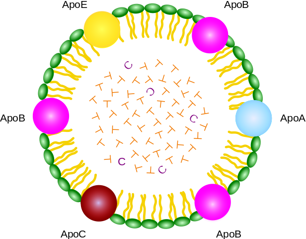 Lipoproteiner