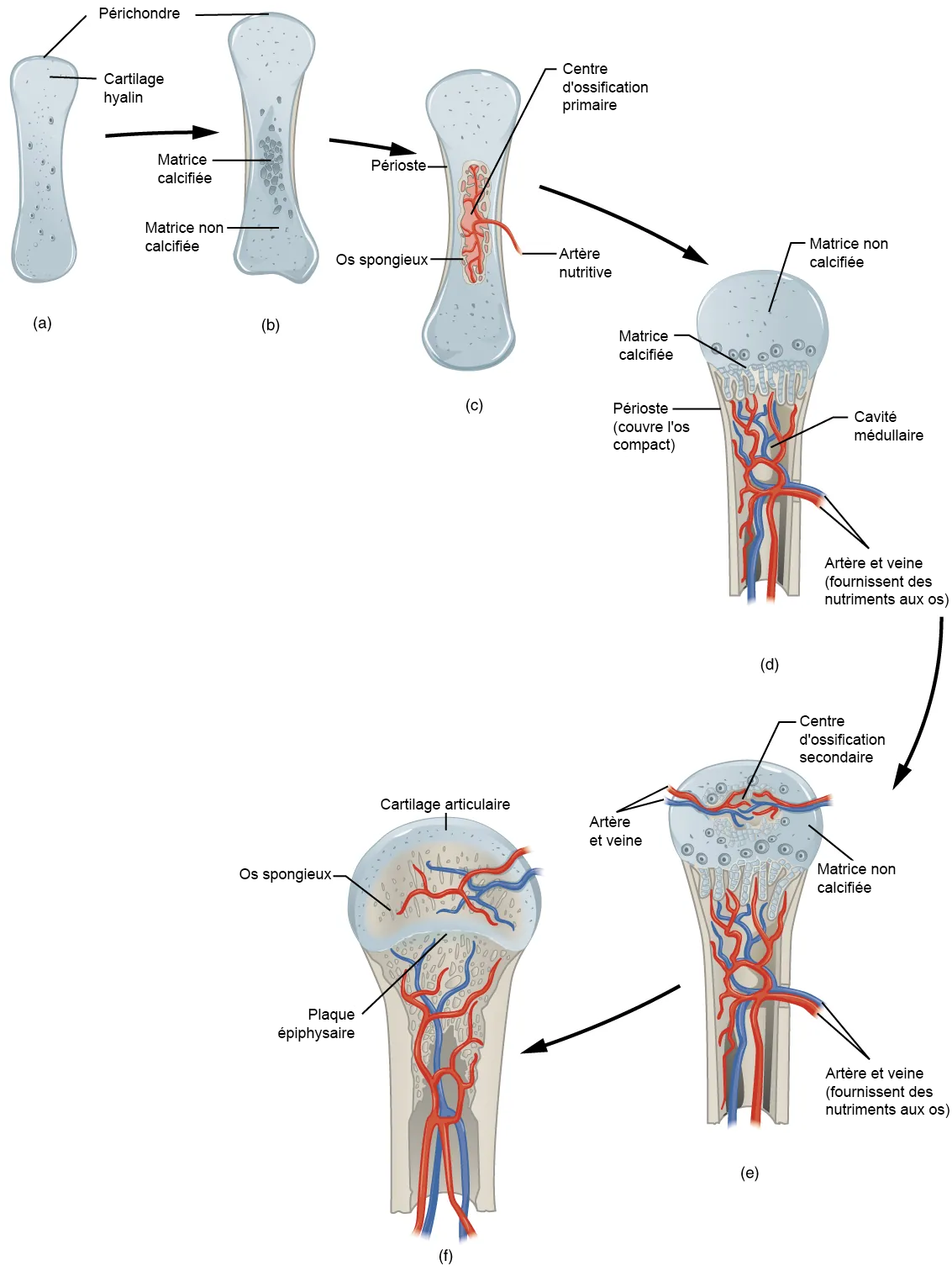 Stegvis diagram över endokondral benbildning: broskmodell, primärt och sekundärt benbildningscentrum, märghåla och tillväxtplatta.