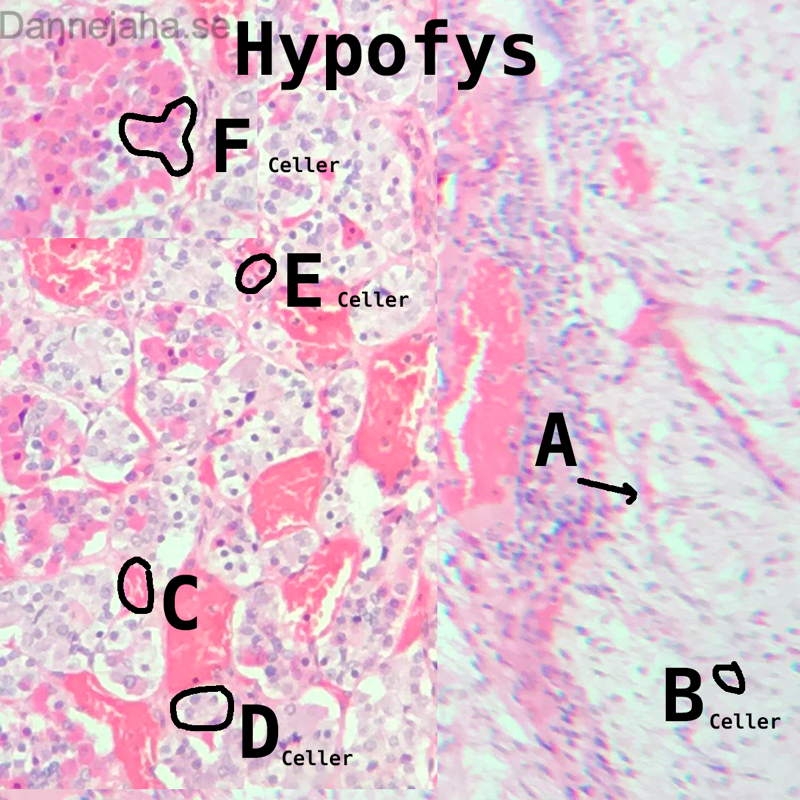 Hypofys struktur