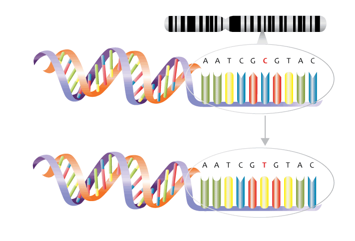 Diagram av en SNP: en kromosom, en DNA-dubbelhelix och en bassekvens AATCGCGTAC där en cytosin (C) byts mot tymin (T) på en enda position.