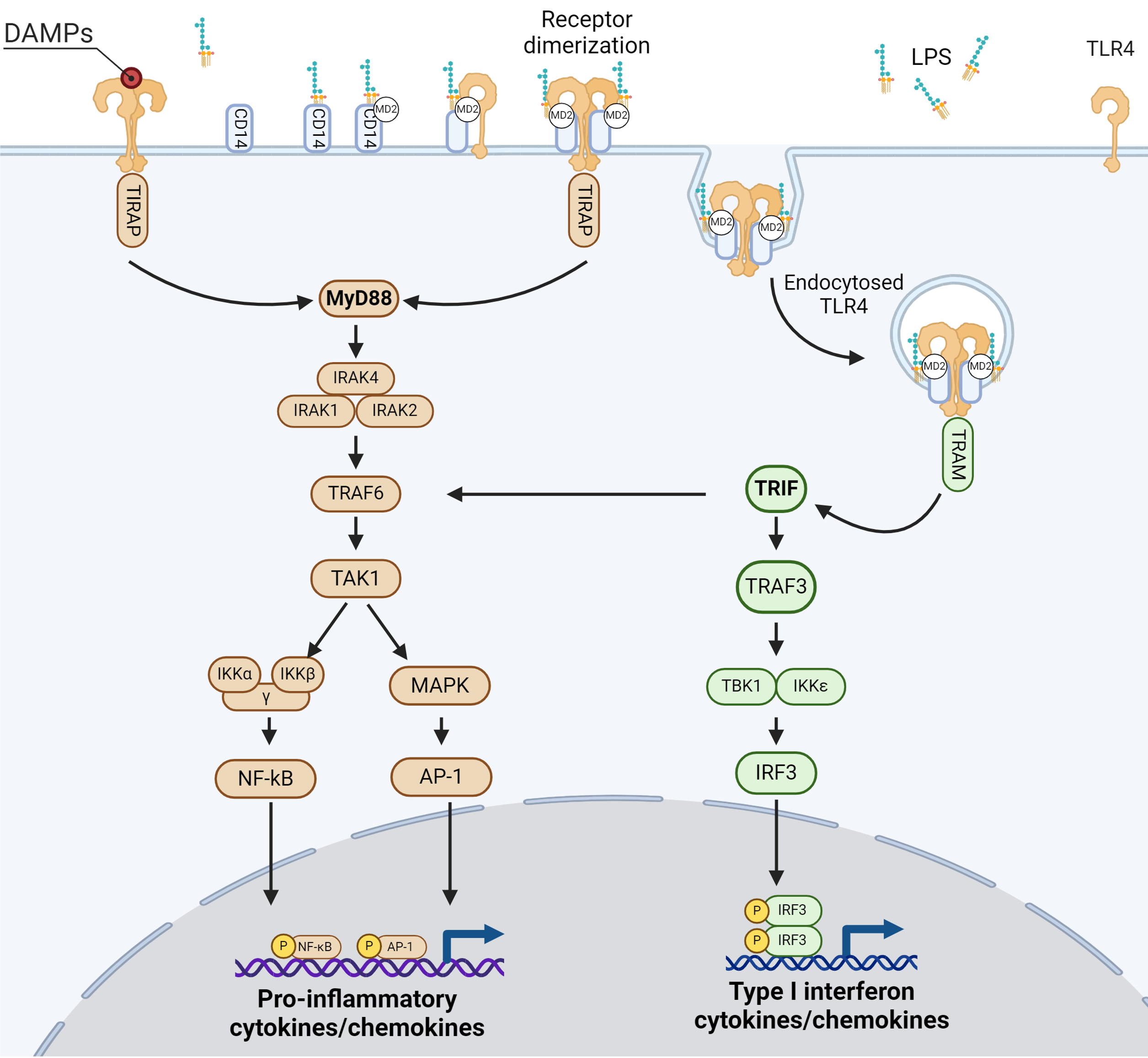 Schematisk bild av TLR4-signalvägen: LPS binder TLR4, adaptorproteinerna MyD88 och TRIF rekryteras, NF-κB och IRF aktiveras och driver frisättning av cytokiner.