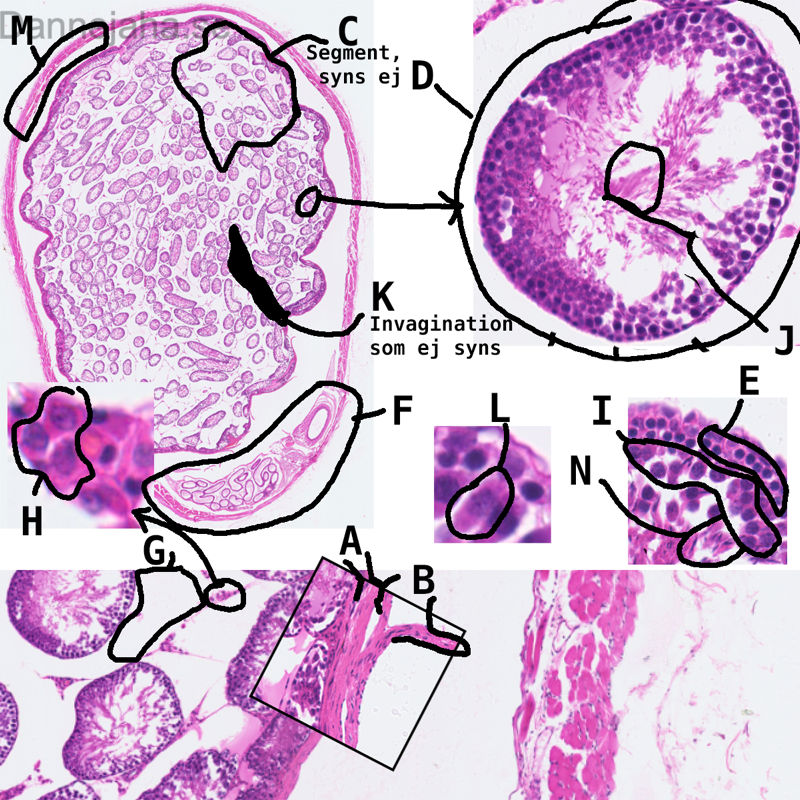 Testis - bild 1