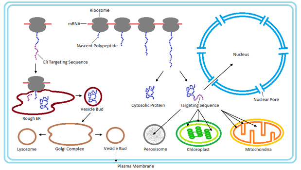 Diagram över proteinsortering: ribosomer som translaterar mRNA, där en ER-targeting-signalpeptid styr proteinet till grovt ER och vidare via vesiklar till Golgi, lysosom och plasmamembran, medan andra signalsekvenser riktar proteiner till peroxisom, mitokondrie eller kärna.