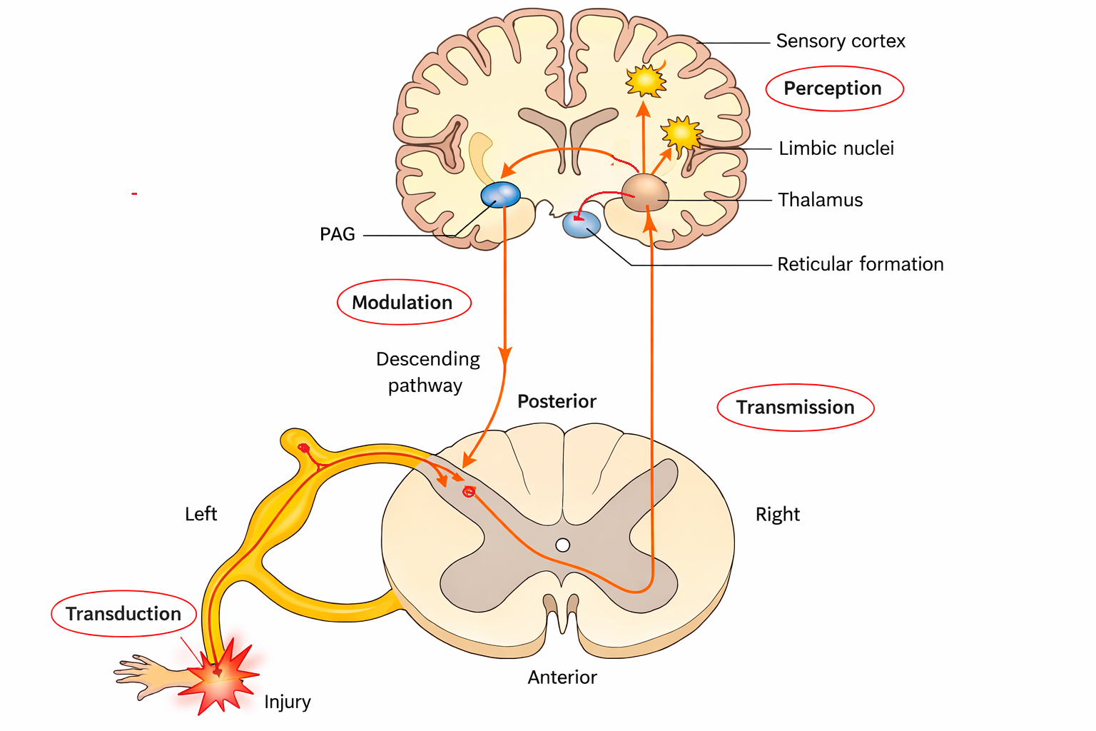Diagram över den nociceptiva smärtbanan: transduktion vid skadan, transmission via ryggmärgen, modulering och perception i thalamus och sensoriska cortex.