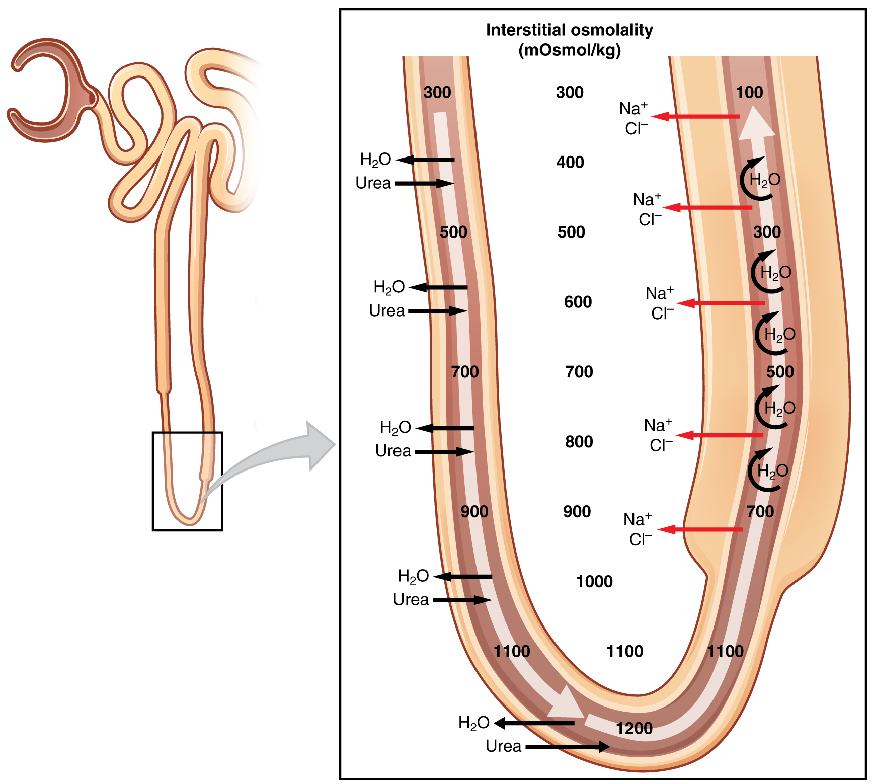 Diagram av Henles slynga med den osmotiska gradienten i interstitiet (300 till 1200 mOsm/kg). Nedåtgående delen släpper ut vatten, uppåtgående delen pumpar ut Na och Cl.