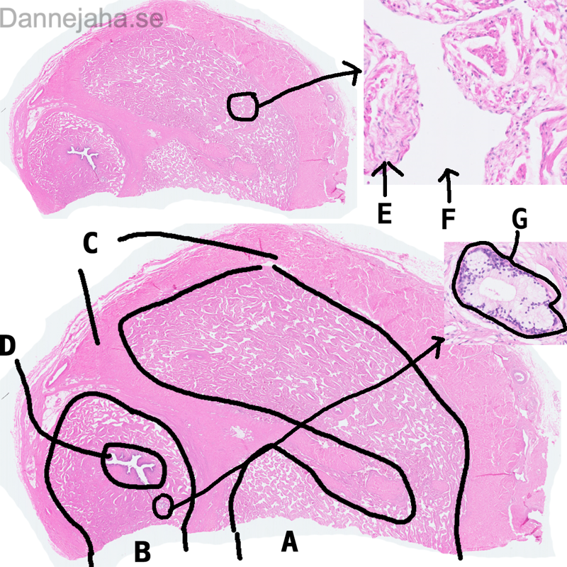 Penis - bild 5