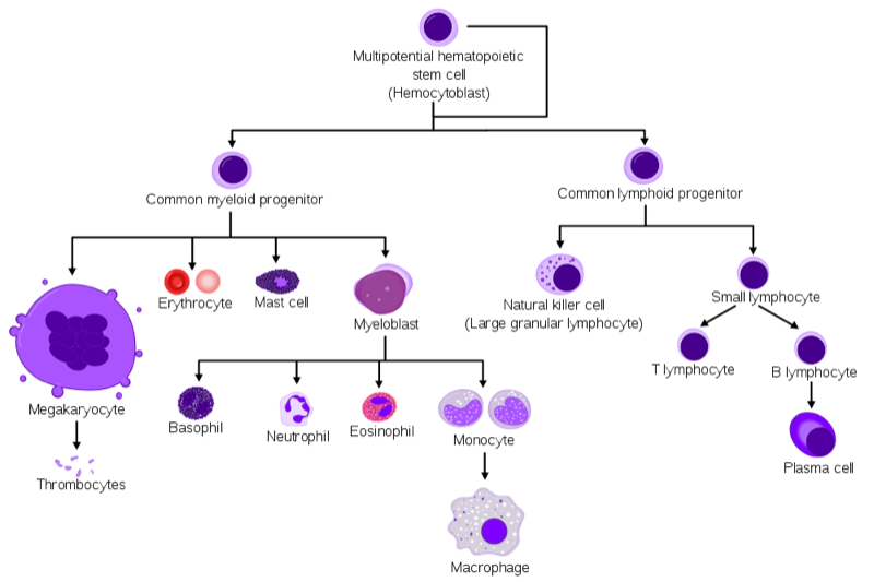 Blodcellernas utveckling