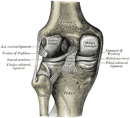 Anatomiskt diagram av knäleden bakifrån som visar främre och bakre korsbandet samt kollateralbanden och meniskerna.