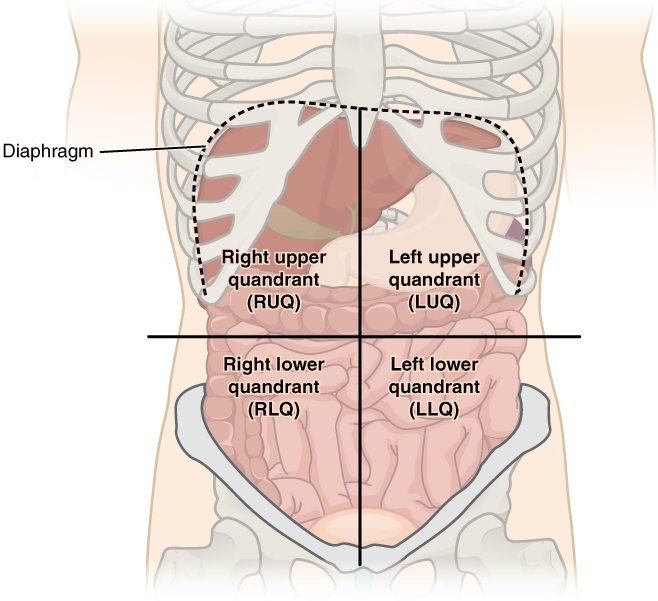 Diagram över bukens fyra kvadranter: höger och vänster övre samt höger och vänster nedre kvadrant, med naveln som mittpunkt.