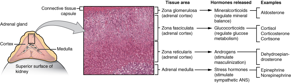 Diagram över binjuren i genomskärning med barkens tre zoner (zona glomerulosa, zona fasciculata och zona reticularis) samt den inre märgen, och de hormoner varje lager producerar.