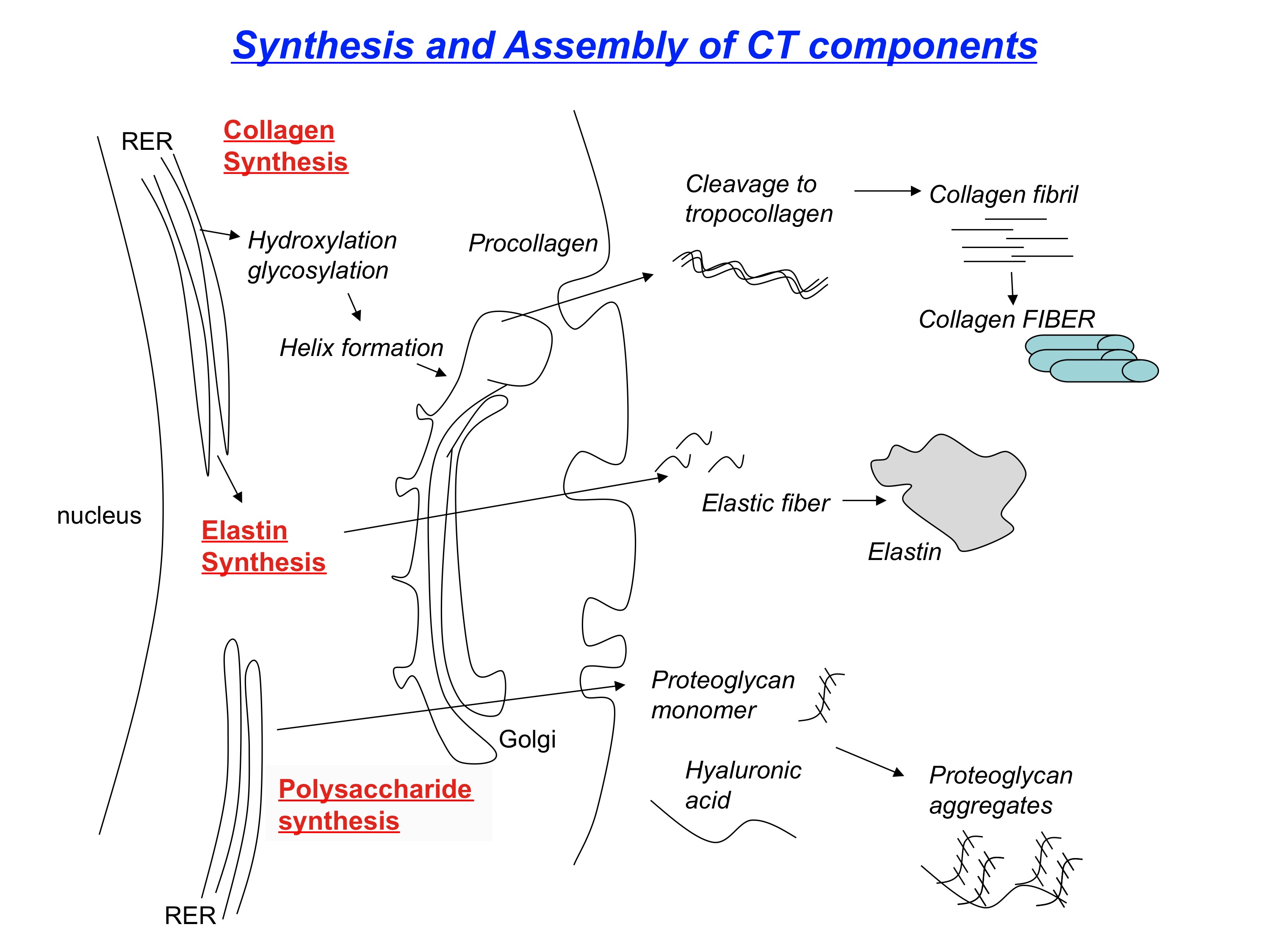 Diagram över kollagensyntesen från prokollagen i rER via hydroxylering och trippelhelix-bildning till sekretion, propeptidklyvning och fibrillbildning utanför cellen.