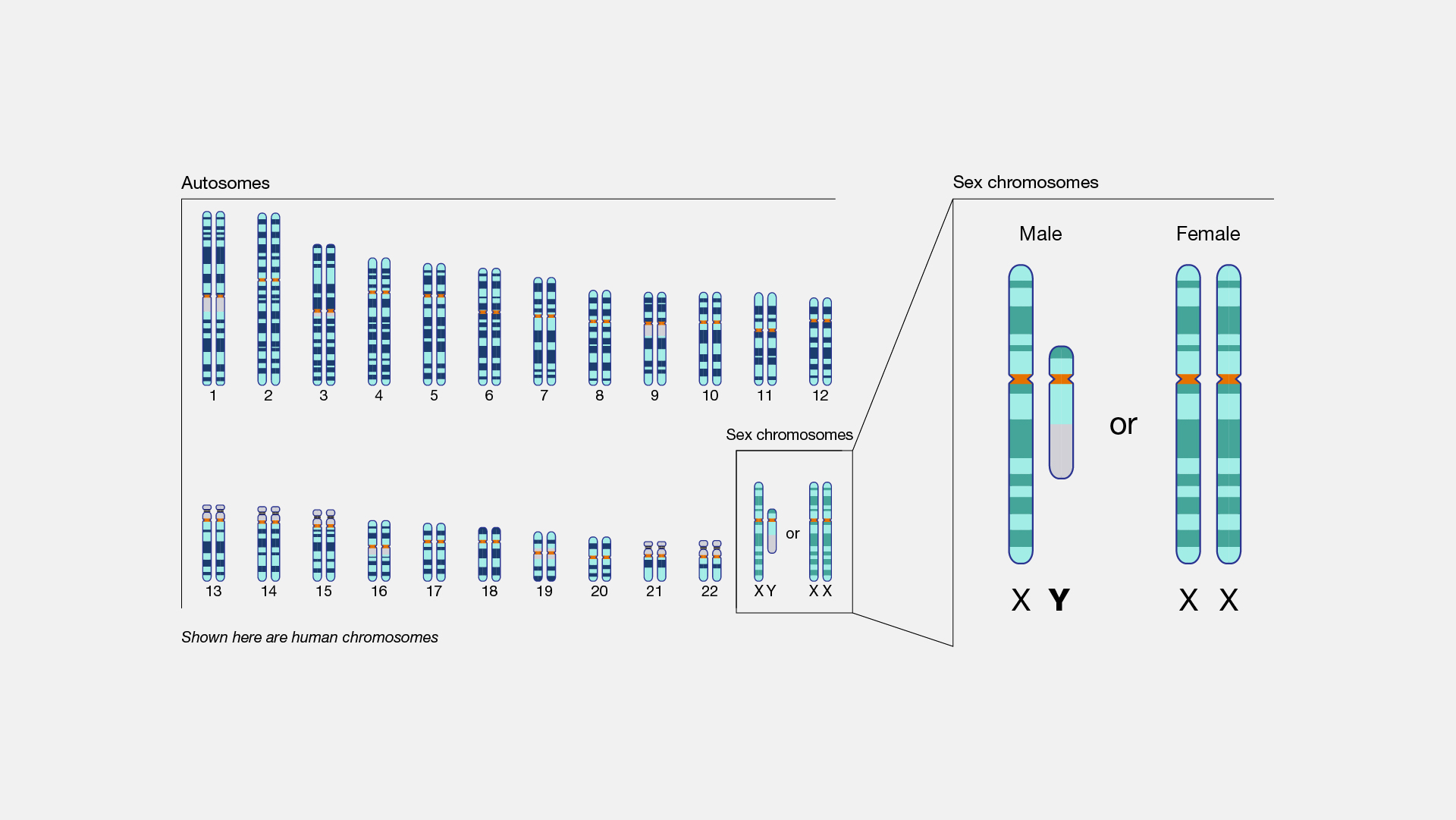 Karyotyp över en normal mänsklig kromosomuppsättning: 22 par autosomer numrerade 1–22 plus könskromosomerna X och Y, totalt 46 kromosomer.