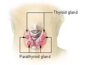 Anatomiskt diagram av sköldkörteln framifrån och bisköldkörtlarna baktill, med struphuvud och luftstrupe.