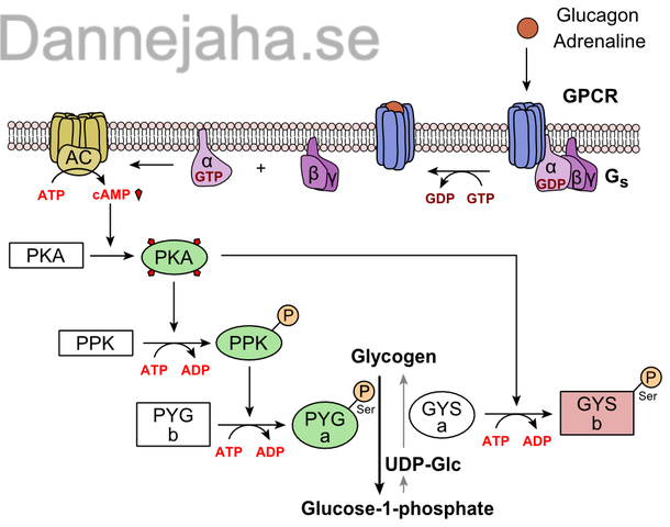 Glukagon effekter