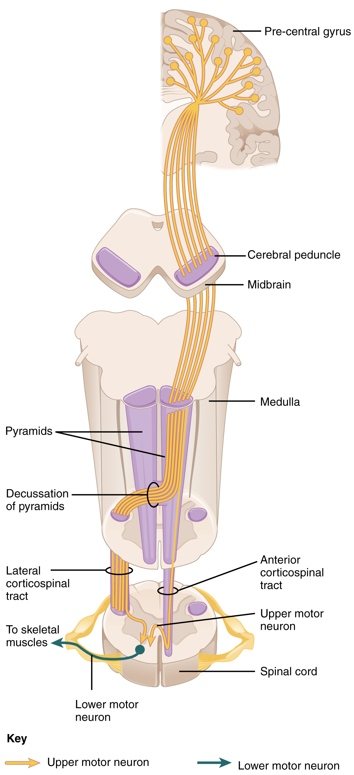 Anatomiskt diagram av kortikospinala banan: från motorcortex genom capsula interna och hjärnstam, med pyramidkorsningen i medulla, ner till motorneuron i ryggmärgen.