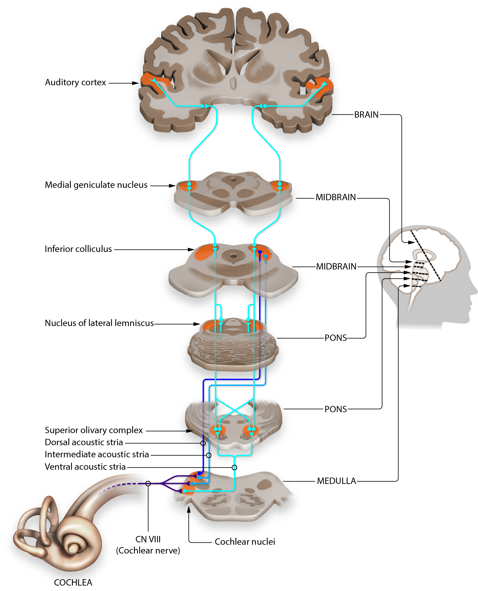 Schematisk hörselbana från cochlea via n. vestibulocochlearis (CN VIII) genom cochleariskärnor, nucleus olivaris superior, colliculus inferior och corpus geniculatum mediale upp till hörselbarken, ritad på tvärsnitt genom hjärnstam och storhjärna.