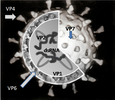 Schematiskt tvärsnitt av rotaviruspartikeln med dess tre proteinskal (kapsidlager) och de elva segmenten av dubbelsträngat RNA i kärnan.