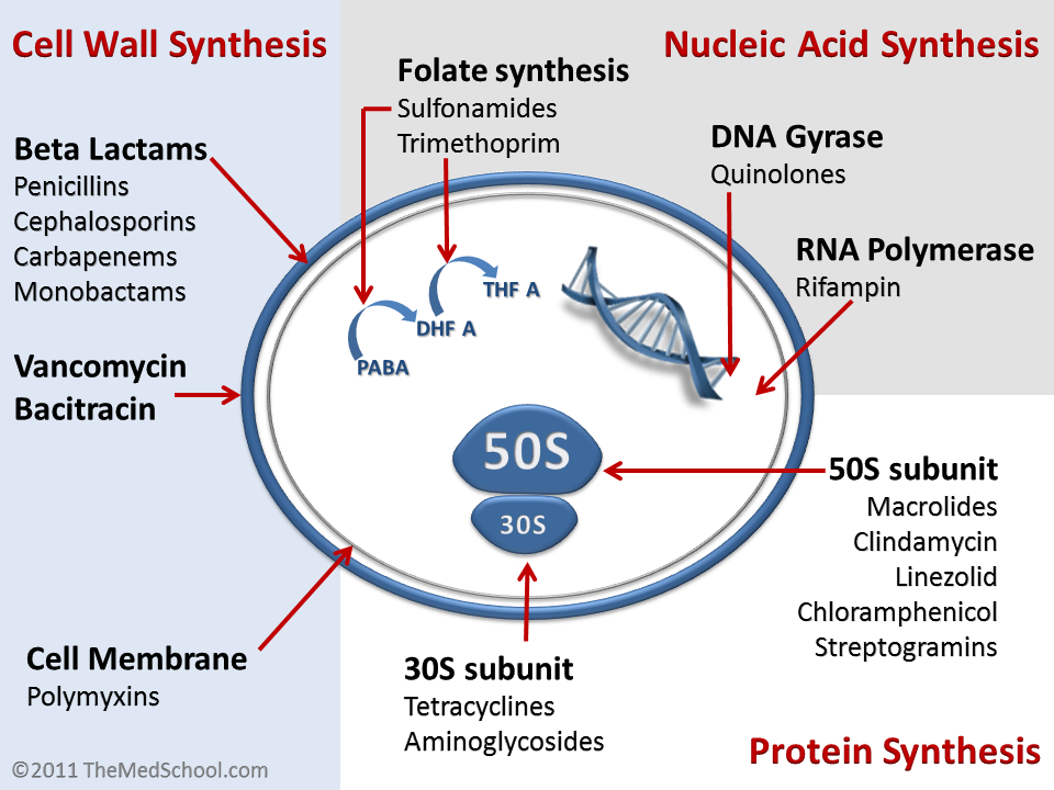 Översikt över antibiotikas verkningsmekanismer: hämning av cellväggssyntes, proteinsyntes (30S och 50S), nukleinsyrasyntes, folsyrasyntes och cellmembran.