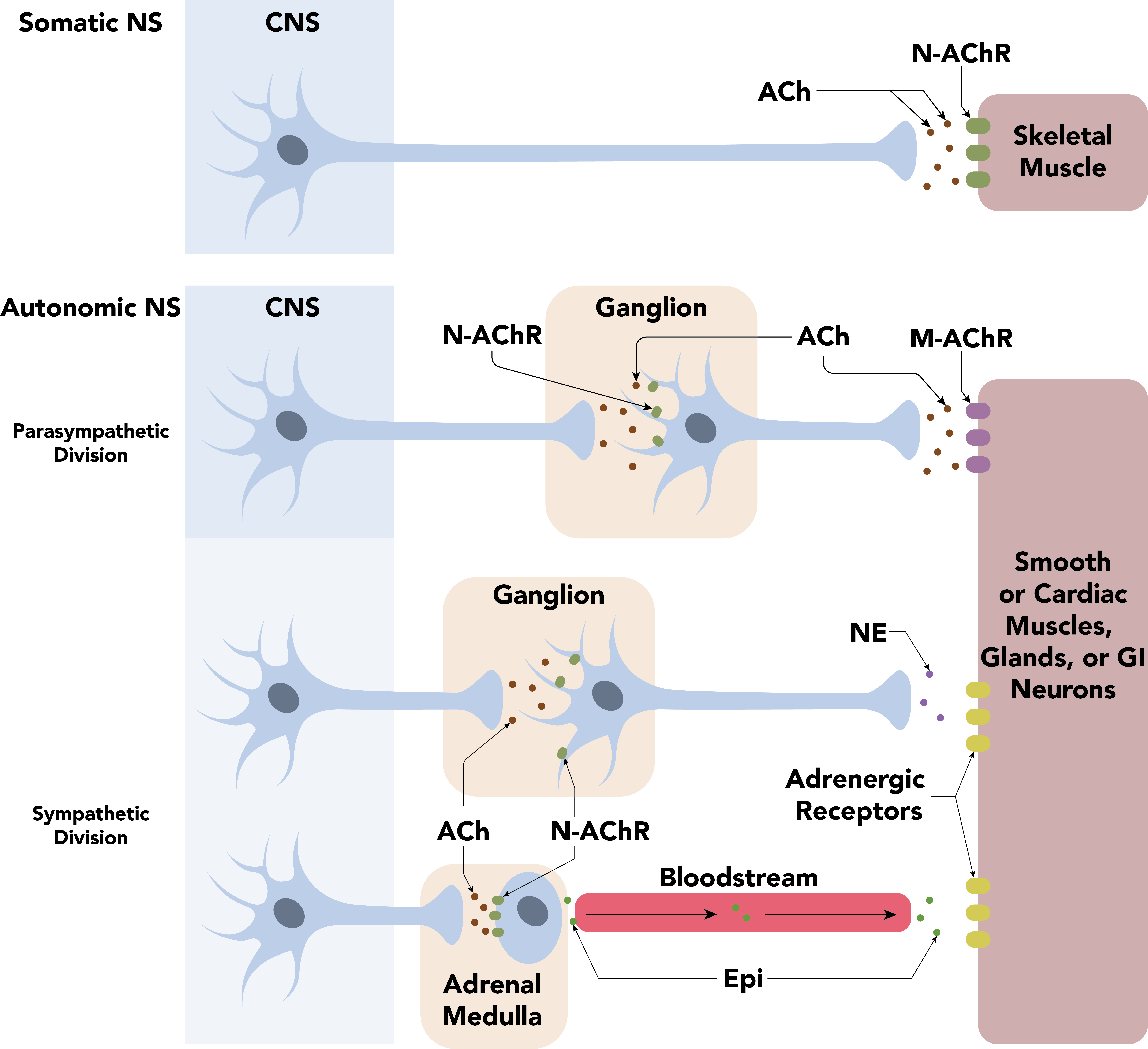 Schematiskt diagram över autonoma nervsystemets pre- och postganglionära neuron med deras transmittorer och receptorer i sympatikus och parasympatikus.