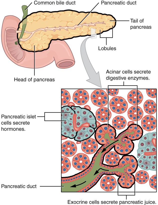 Histologiskt diagram av pankreas med en Langerhansk ö omgiven av exokrin vävnad. Öns alfaceller producerar glukagon och betaceller insulin.