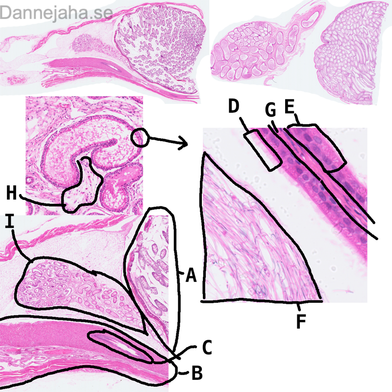 Epididymis - bild 1