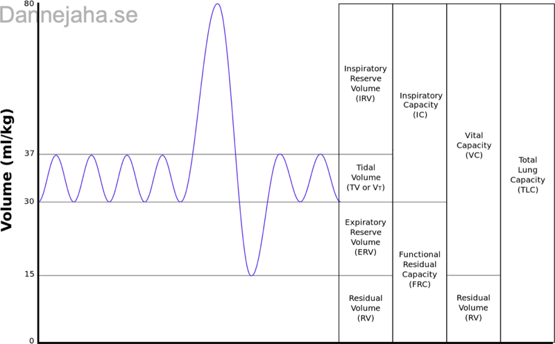 Lung volumes