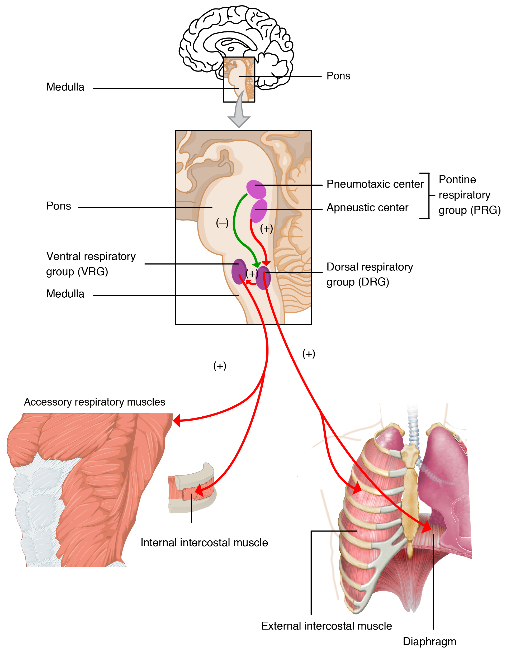 Diagram över hjärnstammens andningscentrum: dorsala och ventrala respiratoriska grupperna i medulla oblongata samt pontina centra, med kopplingar till andningsmusklerna.