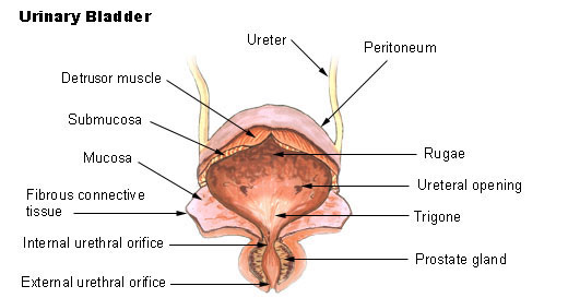 Micturition reflex
