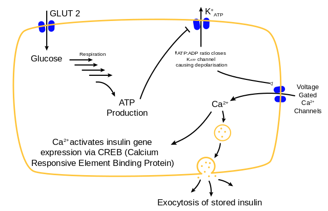 Insulin frisättning