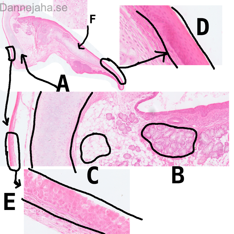Trachea - bild 2