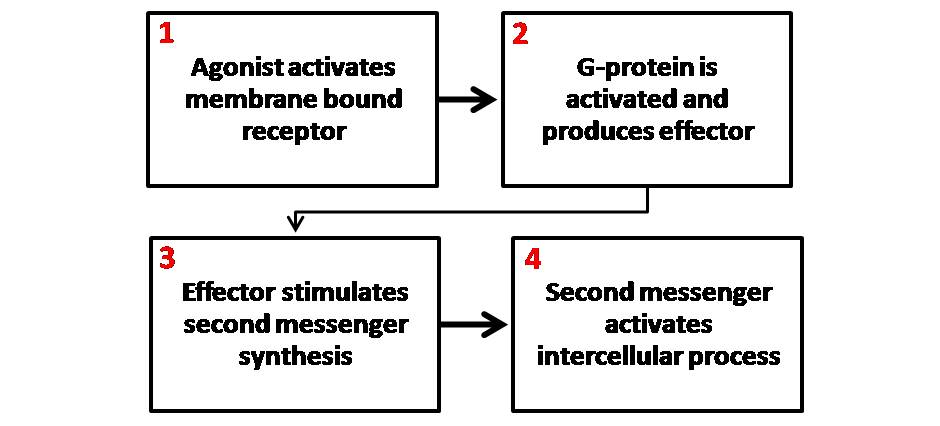 Flödesschema över second messenger-systemet: agonist aktiverar membranreceptor, G-proteinet aktiveras och bildar effektor, effektorn stimulerar syntes av second messenger som i sin tur aktiverar en intracellulär process.