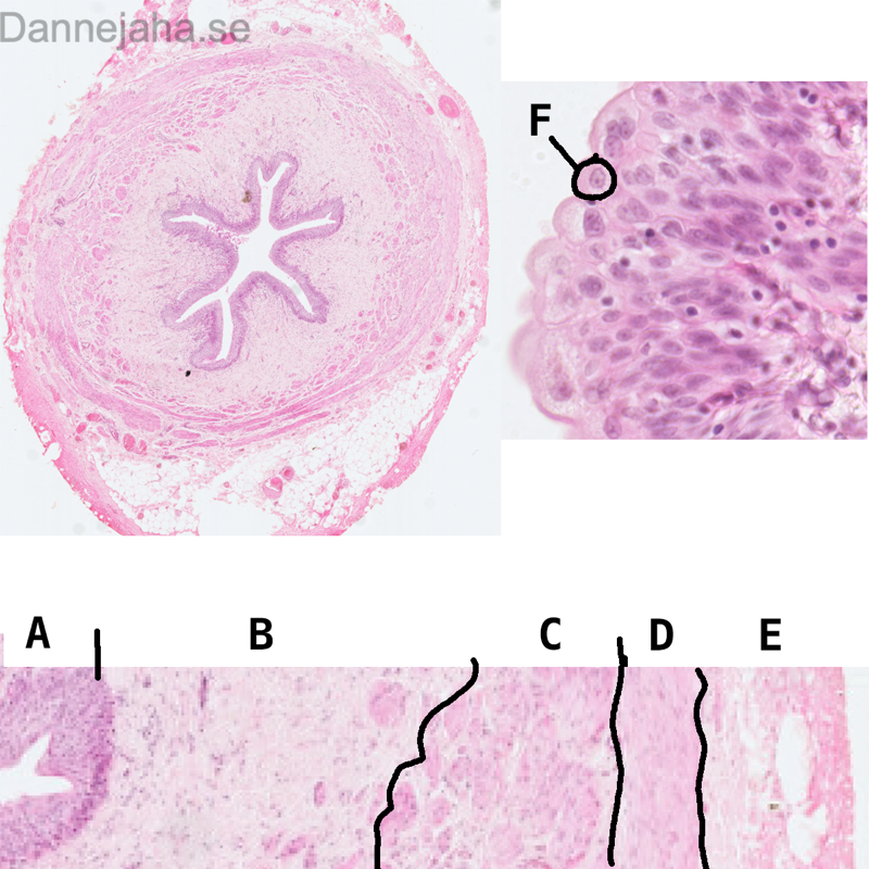 Ureter struktur