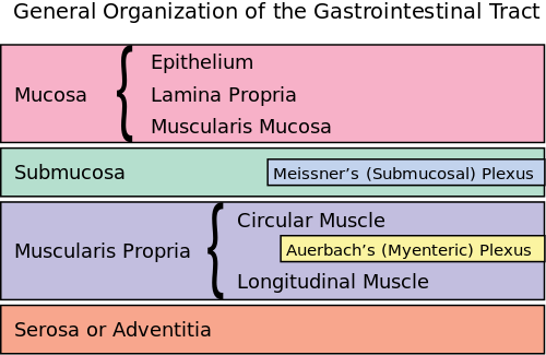 Jejunum - bild 1