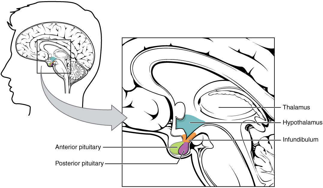 Diagram över hypothalamus–hypofys-komplexet med den främre loben (adenohypofysen) och bakre loben (neurohypofysen) samt portådersystemet och de hormoner som frisätts till respektive målorgan.