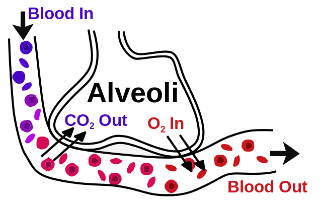 Gas exchange