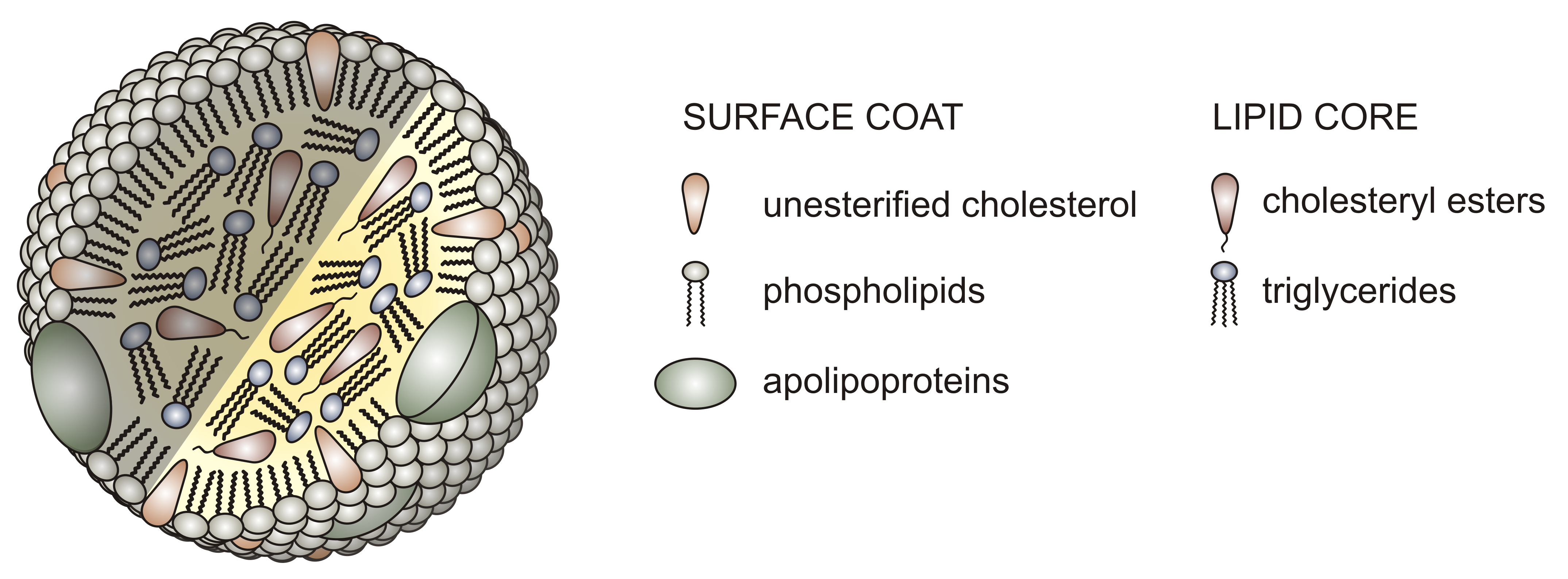 Schematisk uppbyggnad av en lipoprotein-partikel med ett yttre lager av fosfolipider, kolesterol och apolipoproteiner runt en kärna av triglycerider och kolesterolestrar.