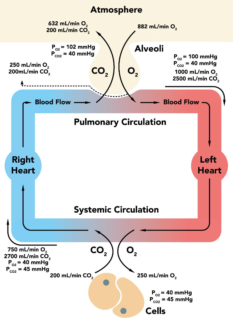 Diagram över hur O₂ och CO₂ transporteras i blodet, med CO₂ fördelat på bikarbonat, karbamino-hemoglobin och löst form samt karboanhydrasreaktionen i röda blodkroppar.