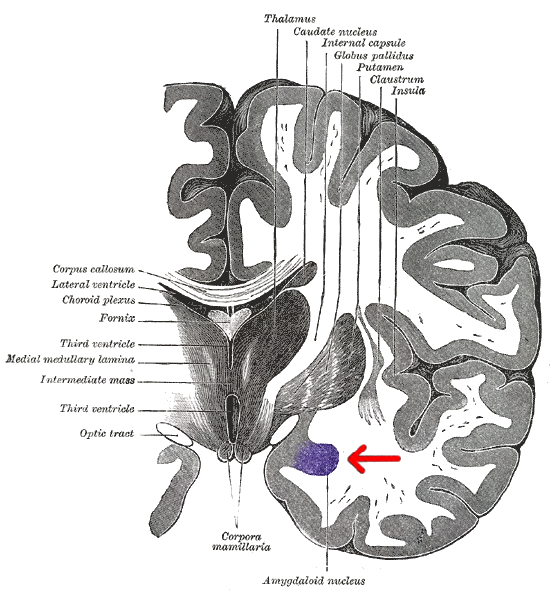 Anatomisk teckning av hjärnan underifrån där amygdala (corpus amygdaloideum) är markerad i temporalloben.