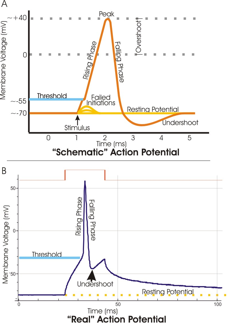 Graf över en aktionspotential: membranpotential mot tid med depolarisering, repolarisering, tröskel och hyperpolarisering markerade.