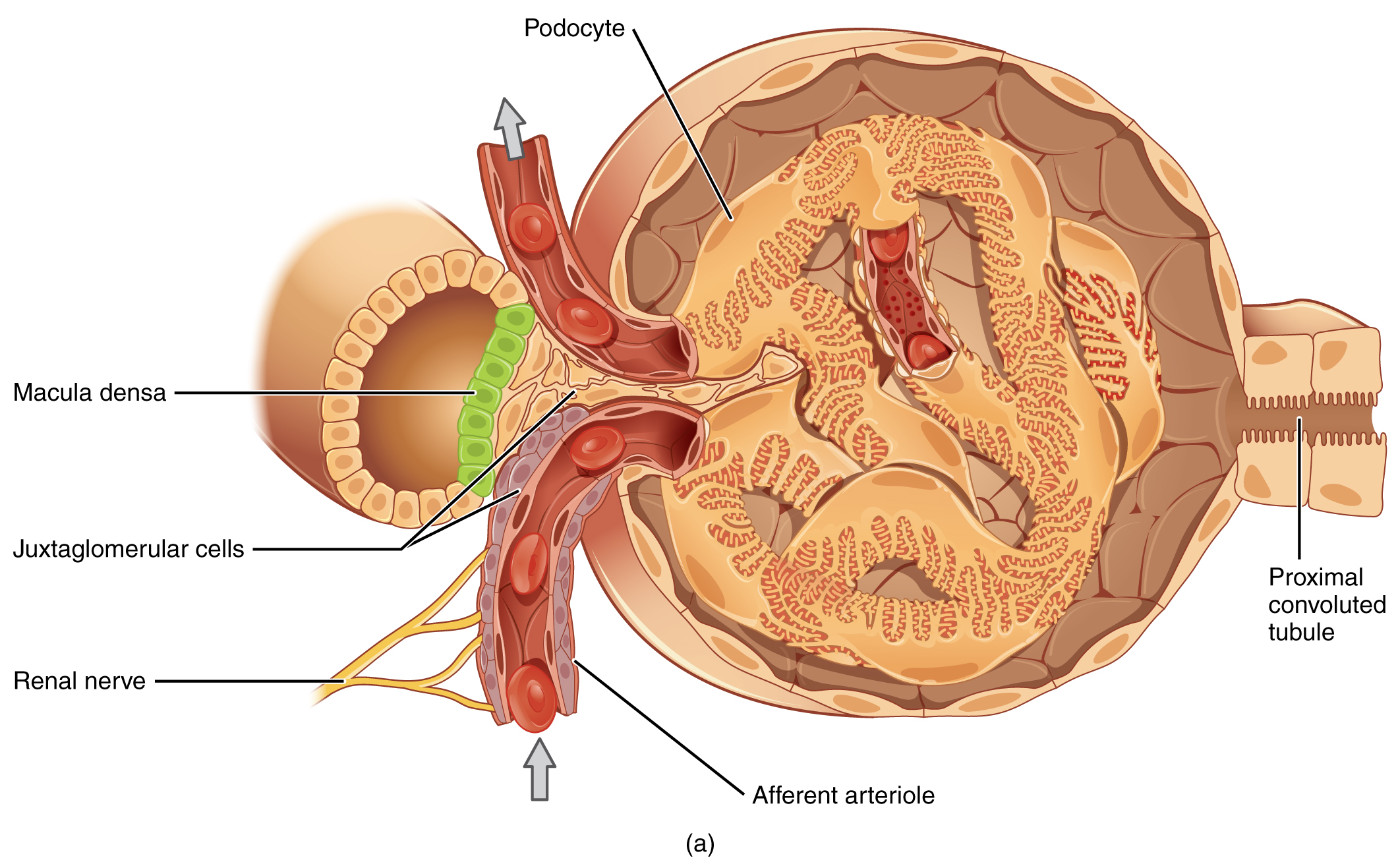 Histologiskt diagram av juxtaglomerulära apparaten med macula densa, juxtaglomerulära (granula-) celler, afferent arteriol, podocyter och glomerulus.